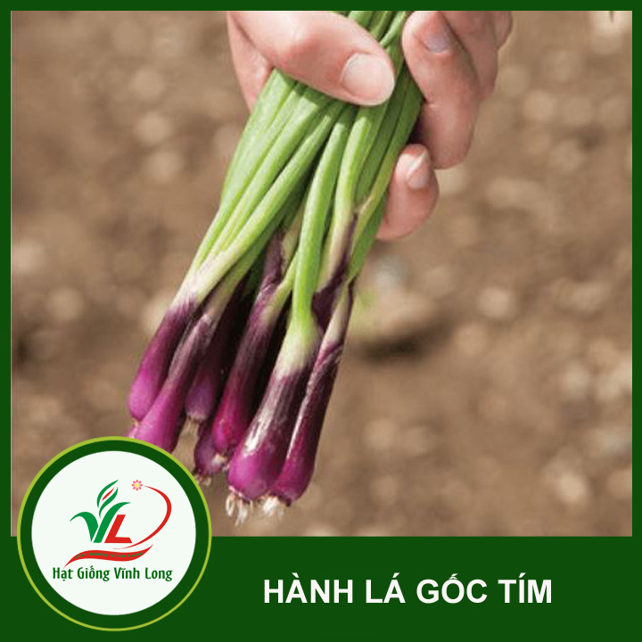 Hạt giống Hành lá gốc tím RĐ 938 - 2g