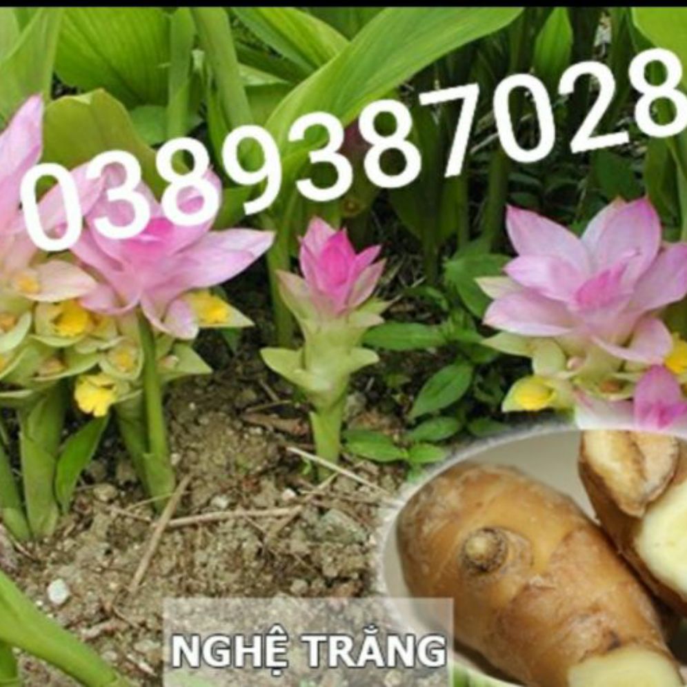 nghệ trắng rừng, 500g