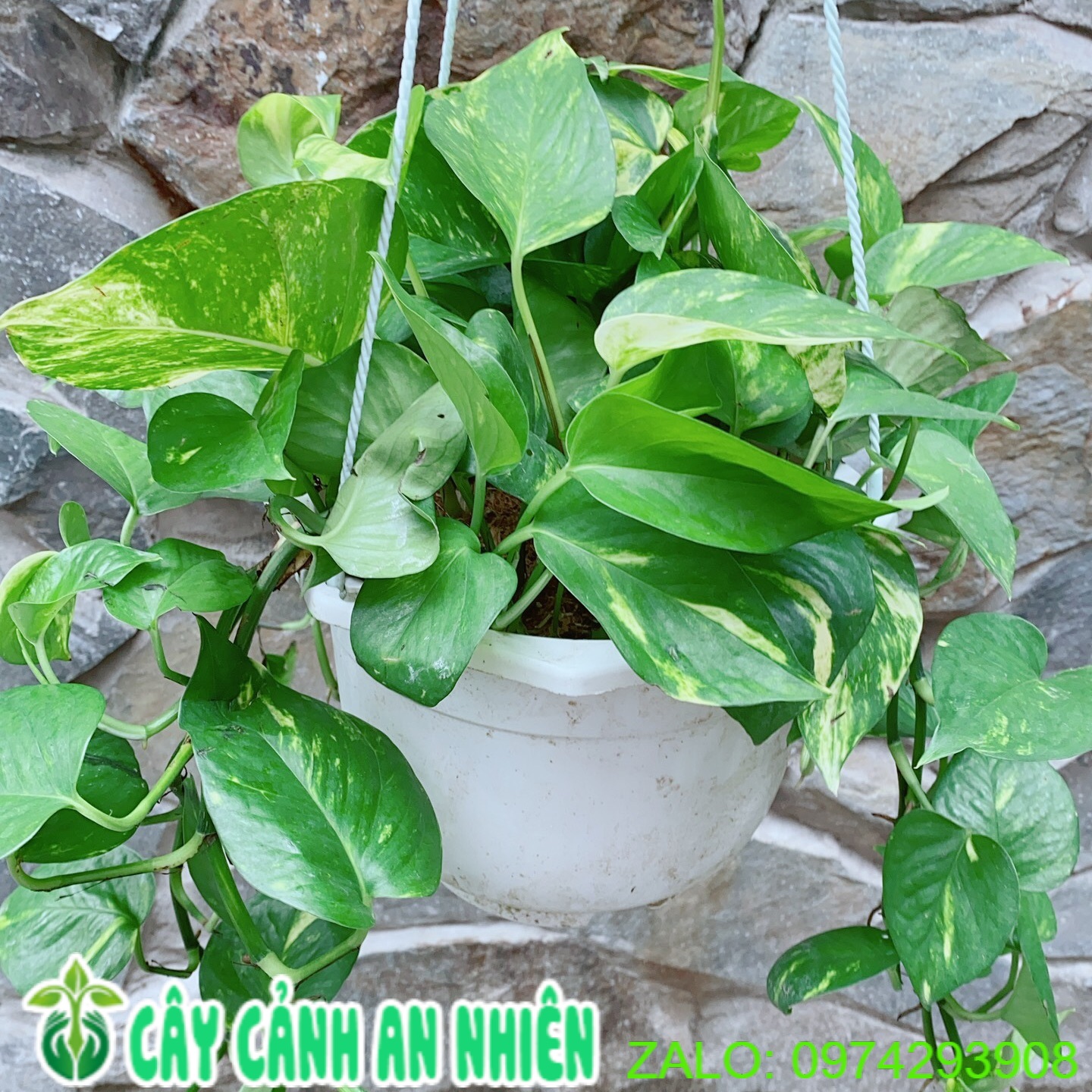 Chậu cây trầu bà thái xanh