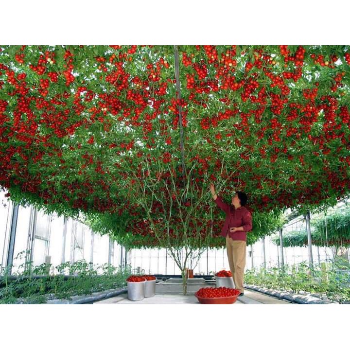 Hạt Giống Cà Chua Leo Giàn ( Cà Chua Bạch Tuộc ) 30 Hạt
