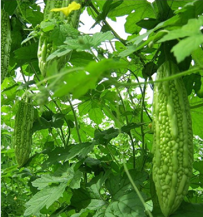 Hạt giống khổ qua mỡ ta - Gói 10 Hạt