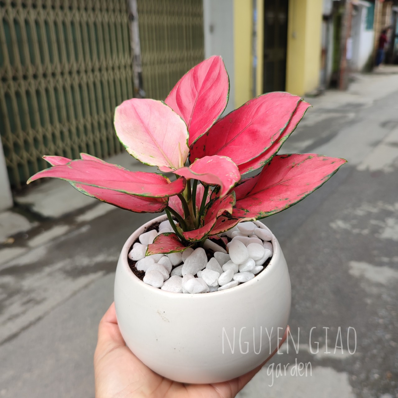 Cây vạn lộc đỏ chậu sứ tròn