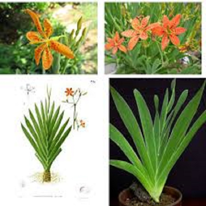 CHẬU HOA GIỐNG LAN RẺ QUẠT - LOÀI HOA RẤT ĐẸP, LỌC VÀ LÀM SẠCH KHÔNG KHÍ - NCCGHLRQ