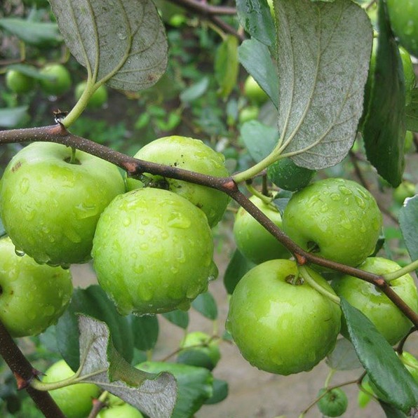 Cây giống táo xanh thái f1 siêu trái