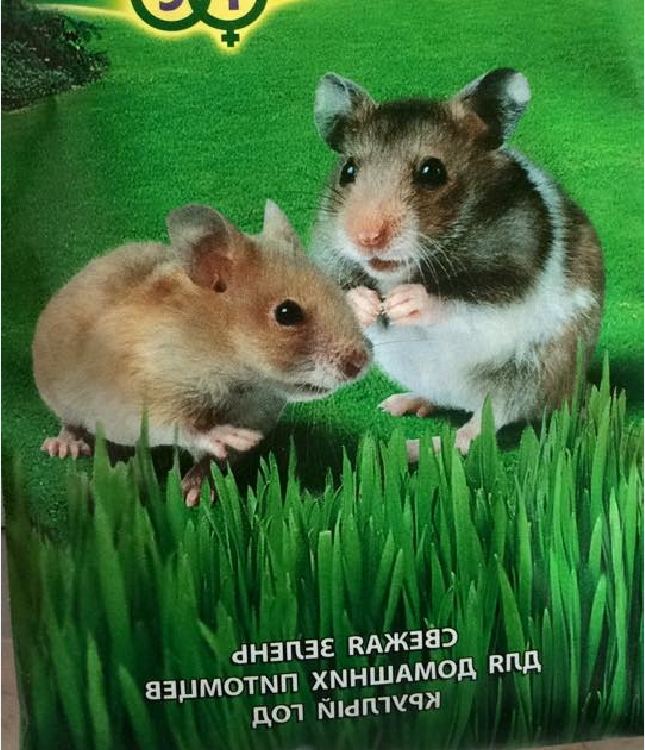 Hạt giống mầm lua mạch - lúa mì - Gói 100gram
