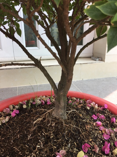 Cây hoa giấy mỹ
