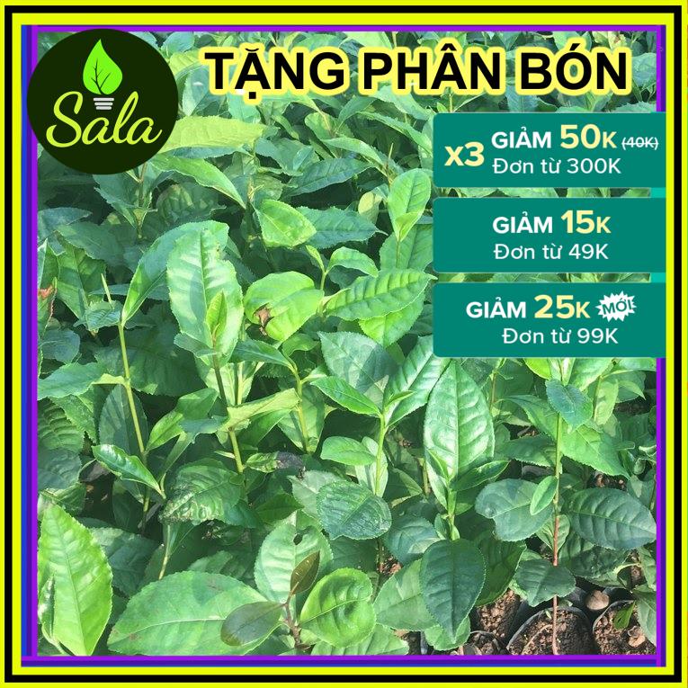 CÂY TRÀ XANH - CÂY CHÈ XANH