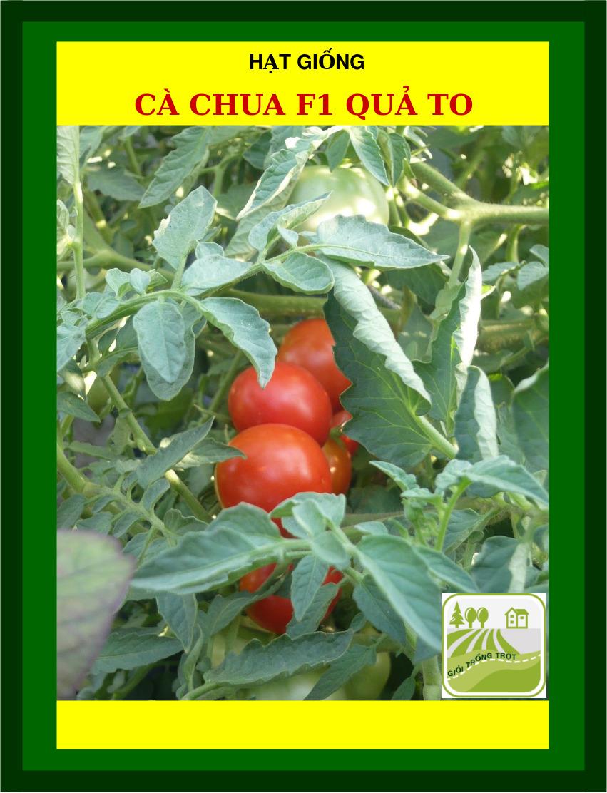 1G - Hạt Giống Cà Chua