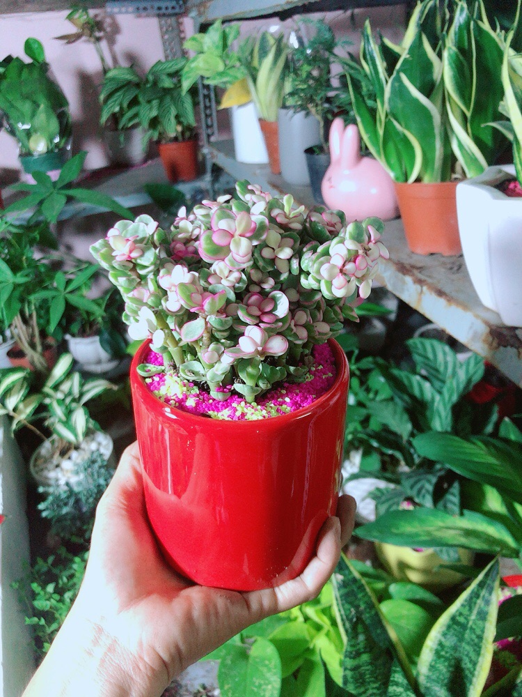 Chậu Cây Cành Vàng Lá Ngọc