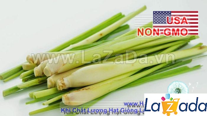 10h Hạt Giống Sả Chanh (TLA0| B43*X32*M535)