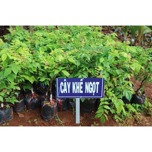 Cây khế ngọt ( combo 2 cây )