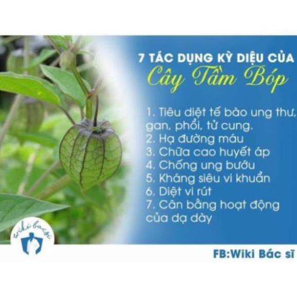 Cây thù lù khô 500g Chất Lượng Cao