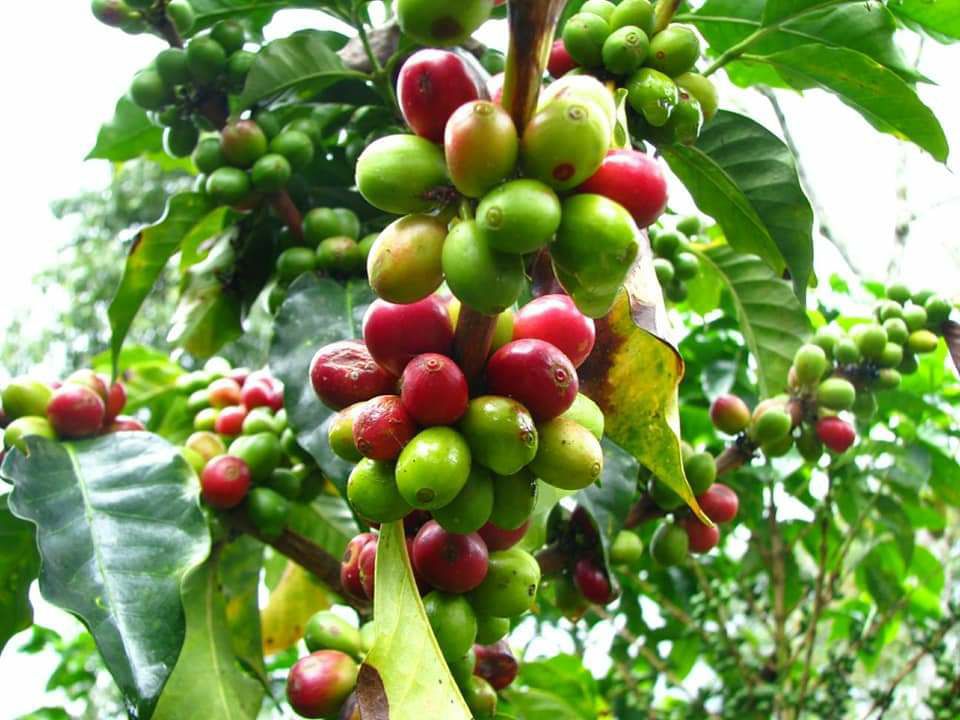 cây giống cà phê culi  siêu trái