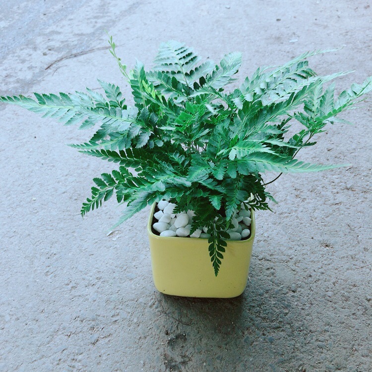 Chậu cây dương sỉ
