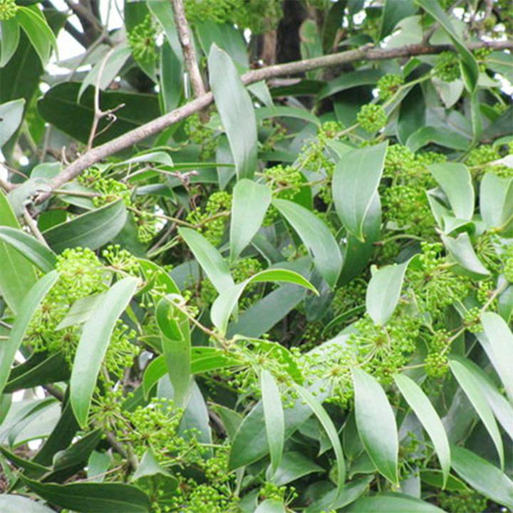 thổ phục linh khô 1kg