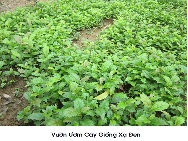 Cây xạ đen giống