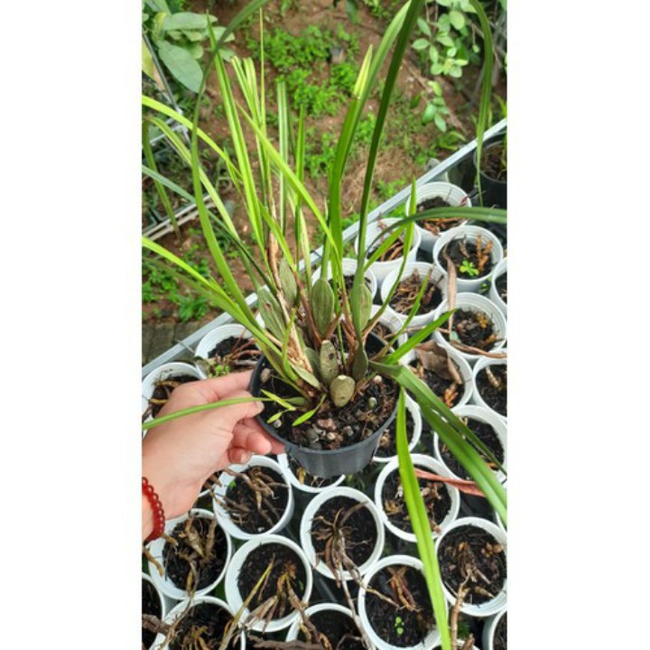 hoa phong lan tóc tiên hương dừa