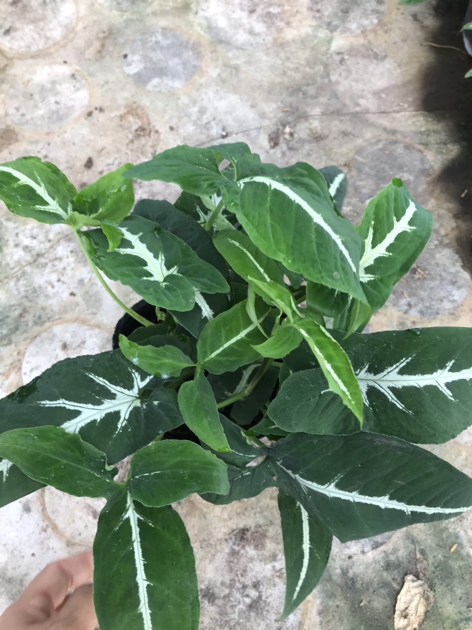 Trầu Bà Nhung - Cây cảnh để bàn