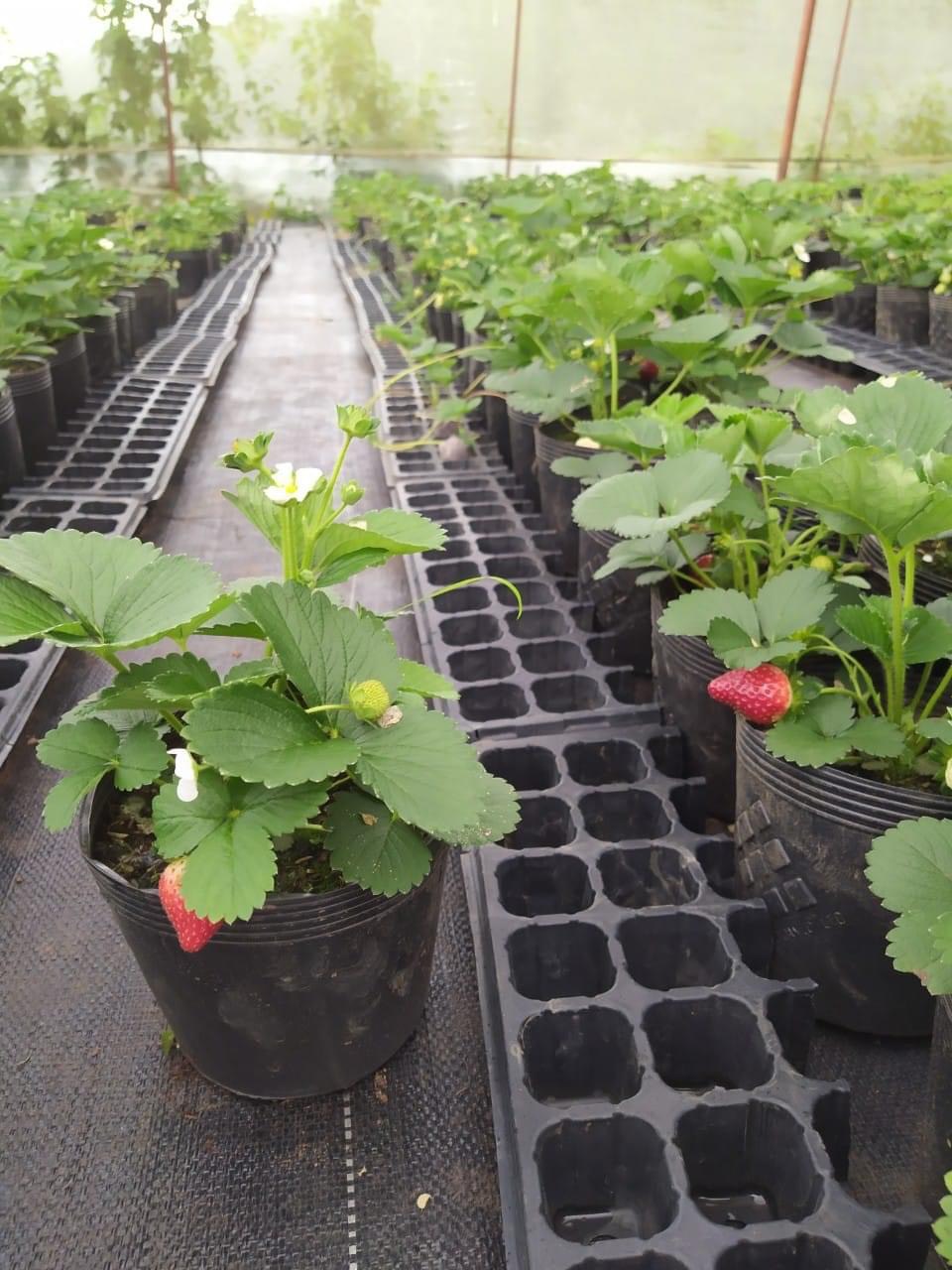Phân bón cây dâu tây giai đoạn ra quả