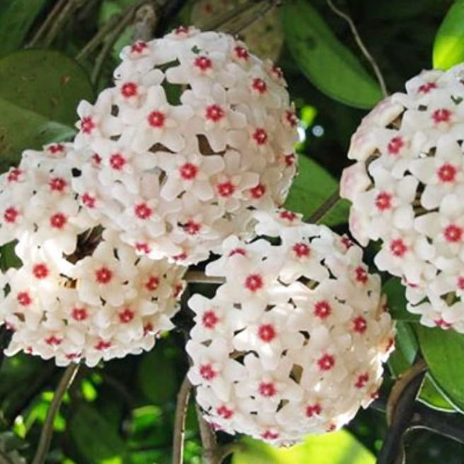 Cẩm cù trắng nhị đỏ hoa thơm sắp hoa