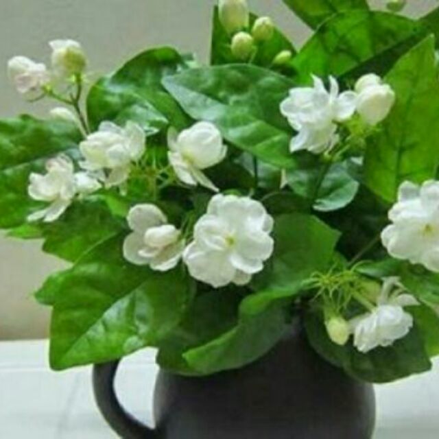 Chậu hoa lài (hoa kép)