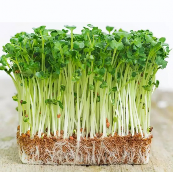 Hạt giống Rau Mầm Phú Nông - 30g