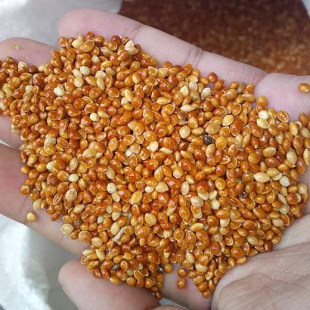hạt kê đỏ thức ăn cho vẹt - yến phụng