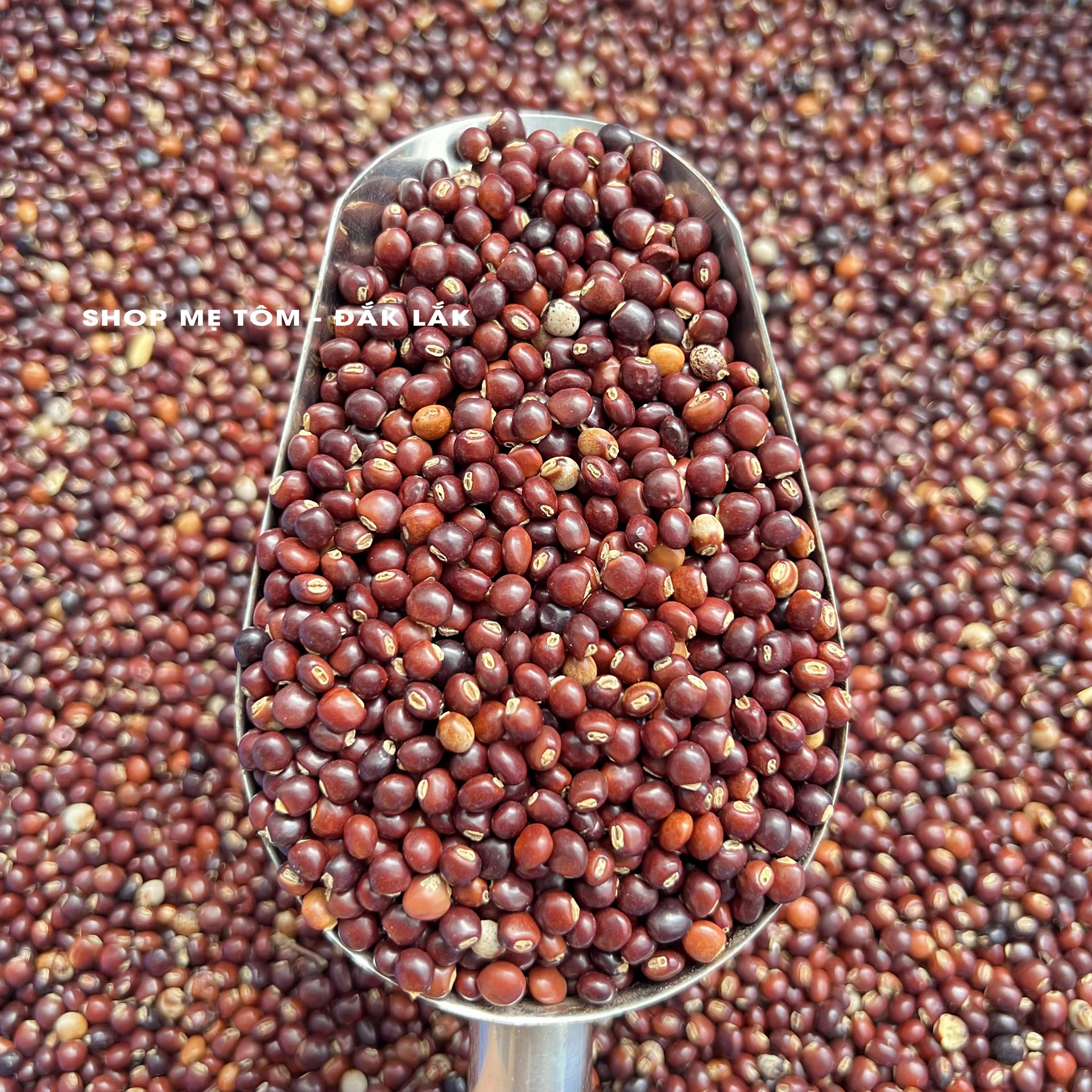 500GRAM ĐẬU SĂNG ĐĂKLĂK (ĐẬU MỘC, ĐẬU CHIỀU...)