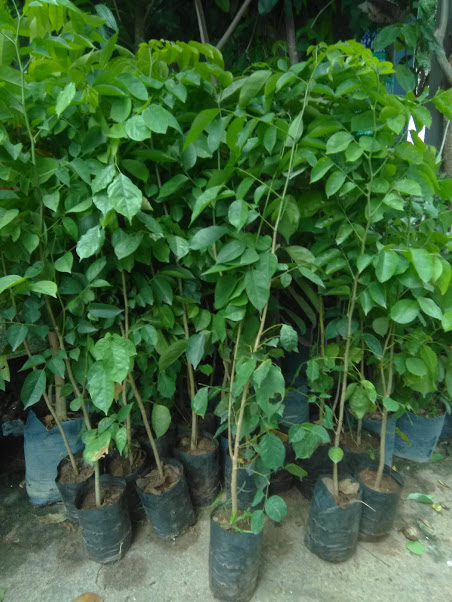 Cây giáng hương - chiều cao 60cm