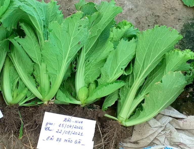Hạt giống rau cải bẹ mào gà