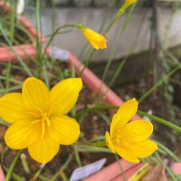 Củ hoa huệ mưa vàng -( củ to đẹp ) lên 100%