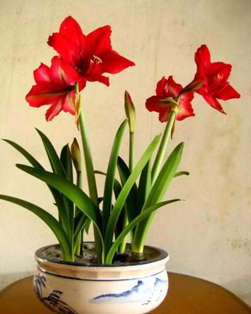 5 củ giống hoa huệ kép màu đỏ