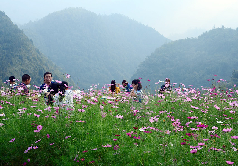 Hạt giống hoa Sao Nhái (100 hạt)