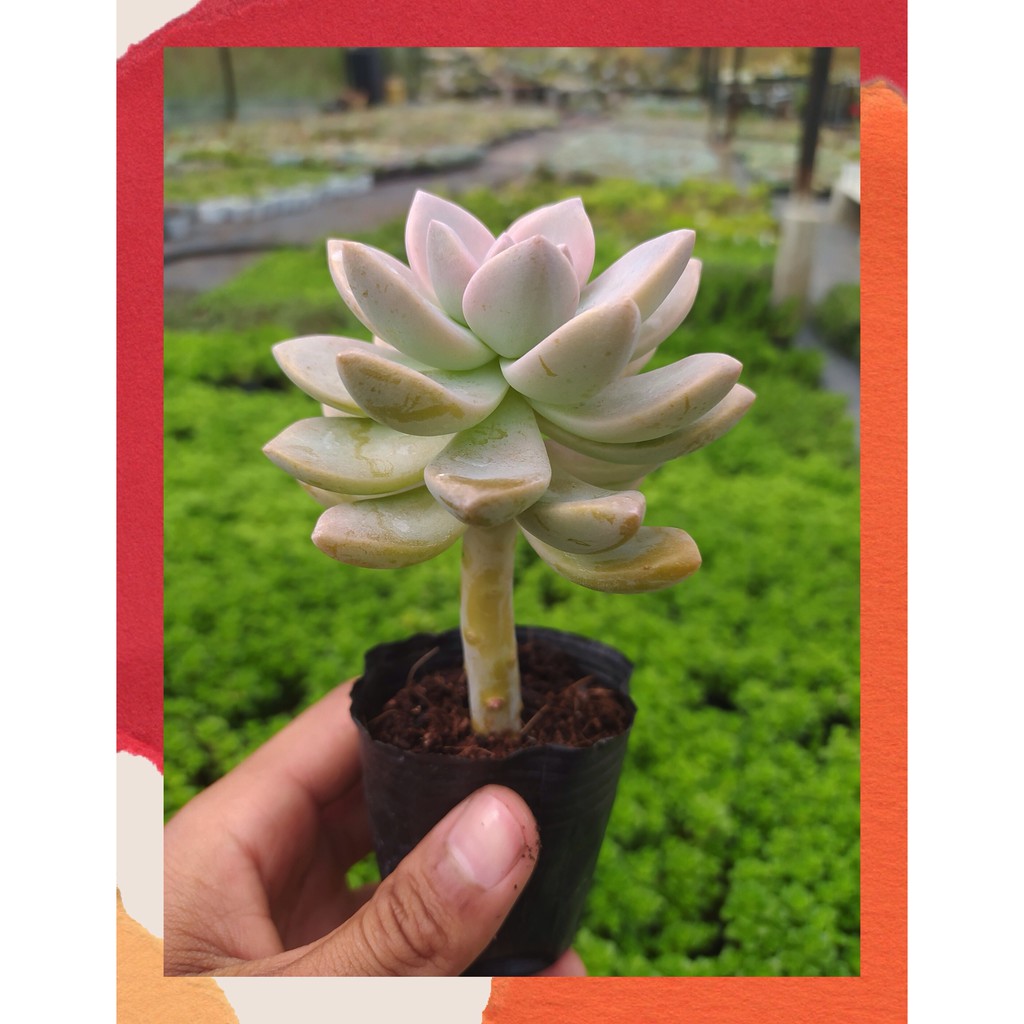 SEN ĐÁ PINK GEM CỔ THỤ ĐÀ LẠT SIZE BÉ  HƯ 1 ĐỔI 1  SIÊU CUTE