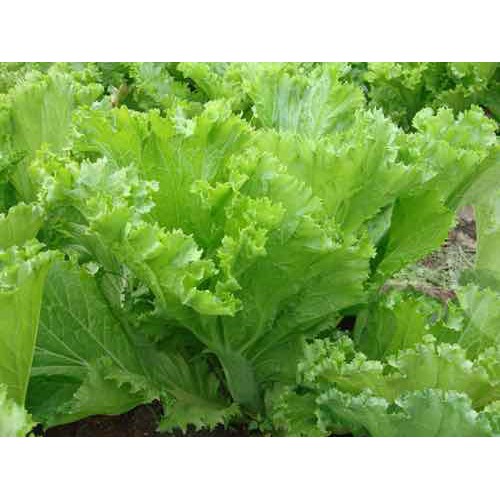 hạt giống Cải bẹ mào gà ( Cải canh)