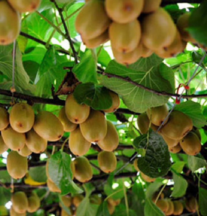 "Gói 30 Hạt " Hạt giống cây ăn trái kiwi