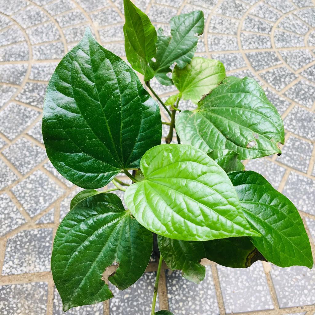 Hạt giống cây lá lốt - 10 hạt