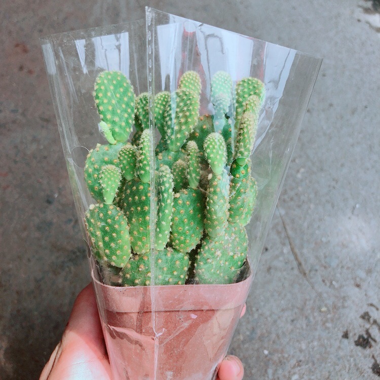 Xương Rồng Tai Thỏ