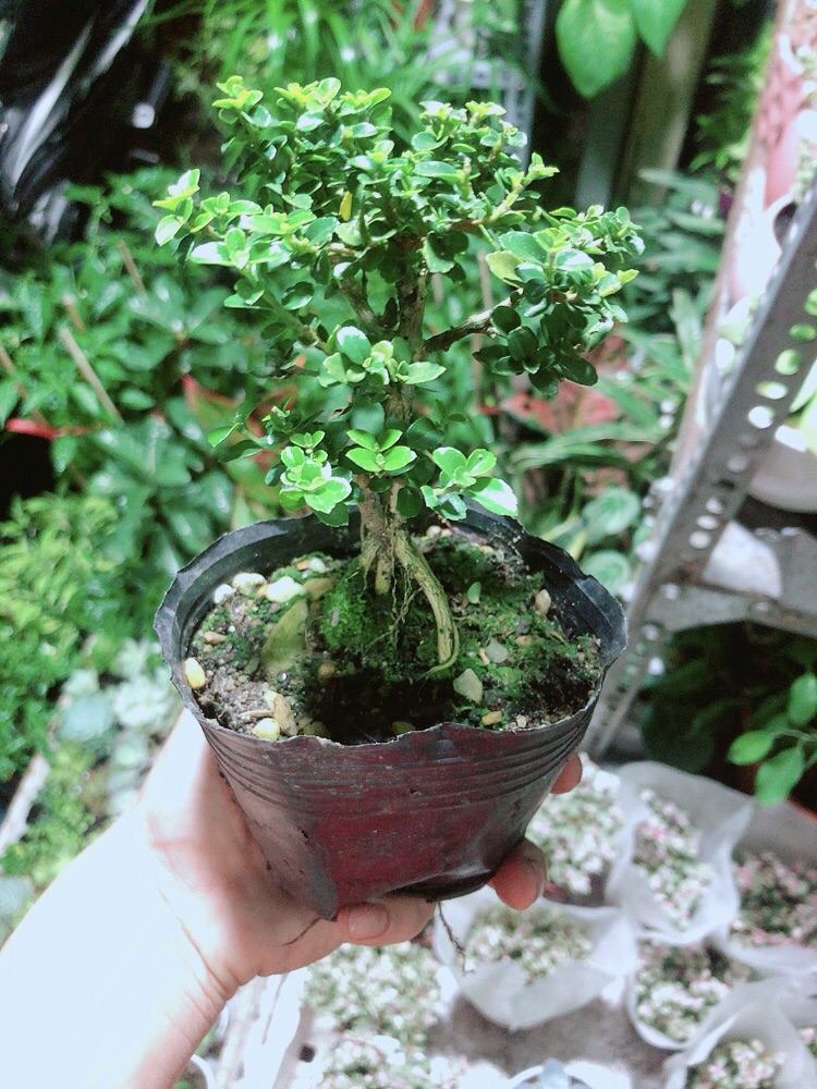 [HCM]Cây Sam Hương (cao 12cm ngang 7cm)