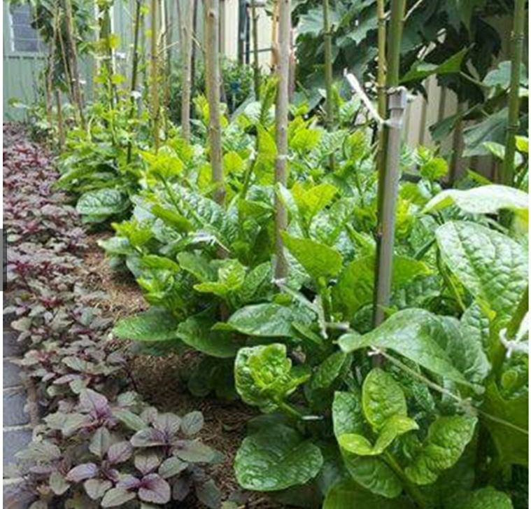 hạt giống rau mồng tơi - gói 20gr