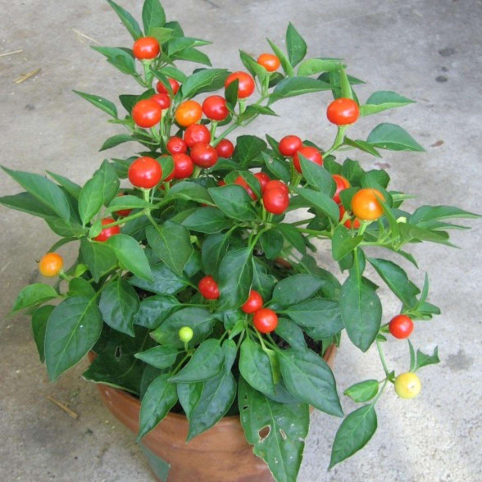 10 Hạt giống Ớt kiểng tròn (tặng Kích nẩy mầm, Hướng dẫn ươm)