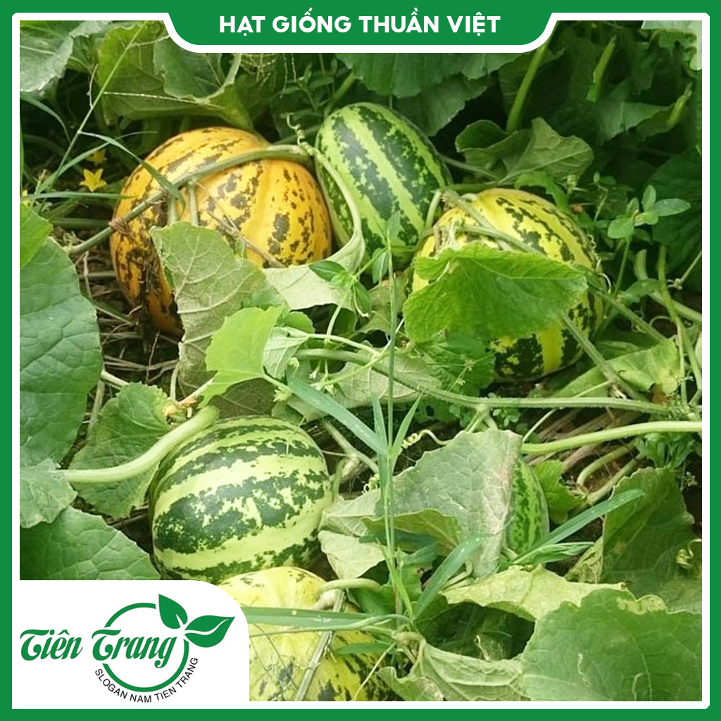 Hạt giống Dưa Gang cao sản TN