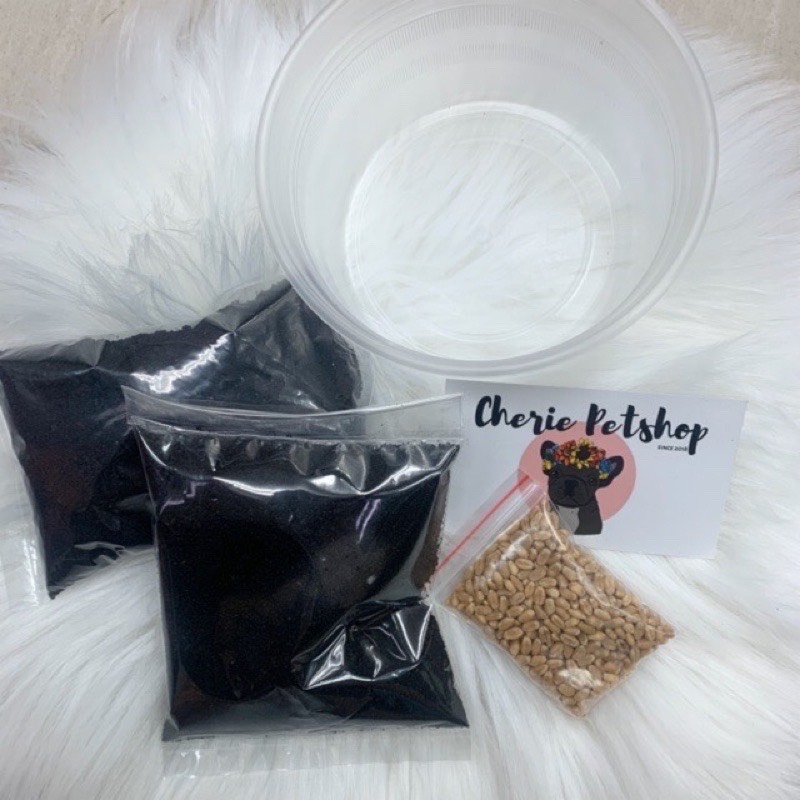 Combo đất + hạt giống trồng cỏ mèo cho thú cưng
