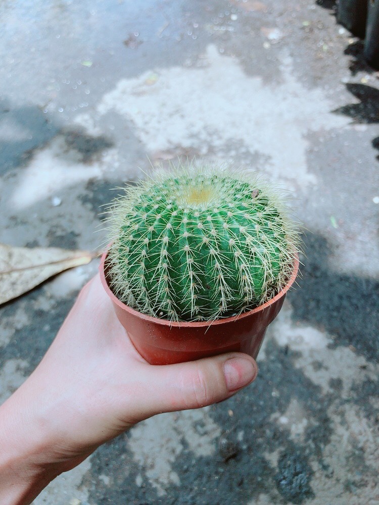 [HCM]Xương Rồng Trạng Nguyên Size Lớn