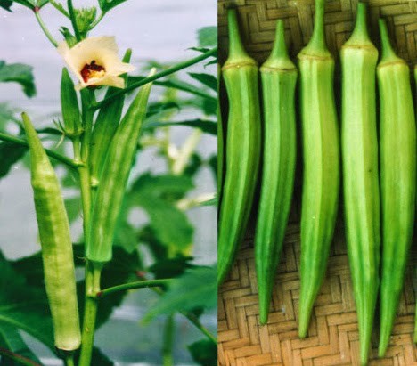 Combo 2 gói hạt giống đậu bắp( 1 gói đậu bắp xanh +1 gói đậu bắp đỏ )