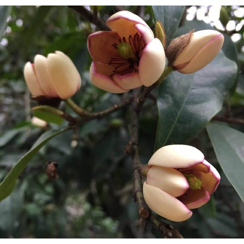 Cây Giống Lan tiêu (Hoa Hàm Tiếu) Bầu Bát ( ảnh thât như hinh 2)