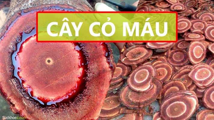 COMBO 2KG CỎ MÁU