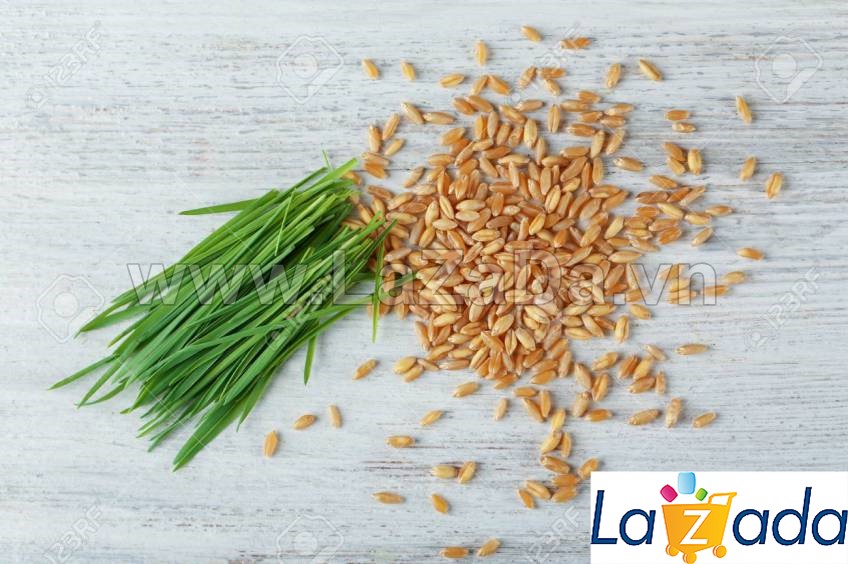 1KG Hạt Giống Cỏ Lúa Mì Đỏ Cỏ Mèo Wheatgrass (A2.205*V34*M054)