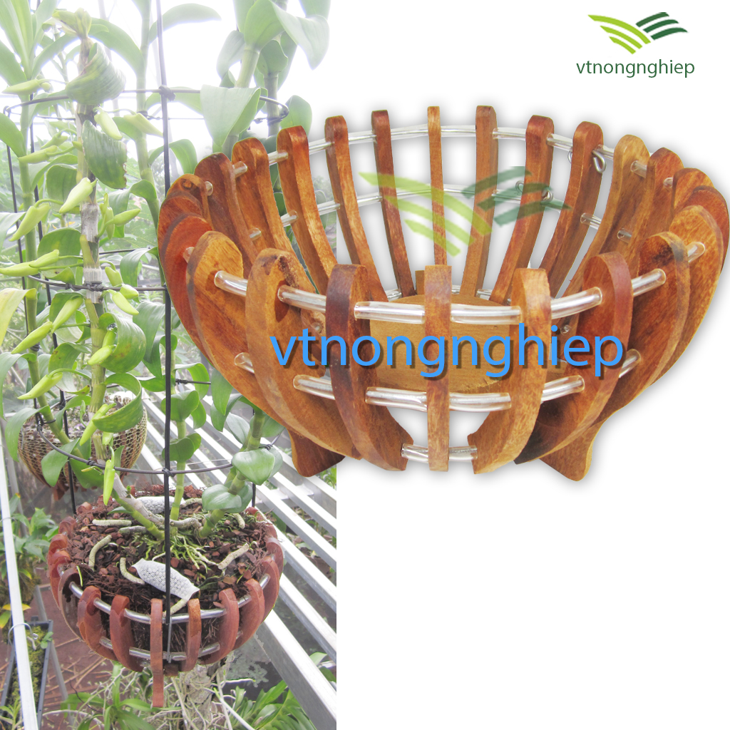 Solid wood basin planting orchid African 30, pattern pumpkin, Wood car plug, diameter reaches the 30cm, planting pots orchid pattern pumpkin