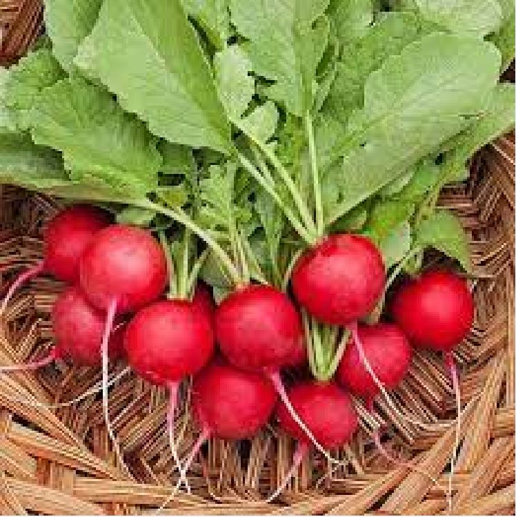 Hạt giống củ cải đỏ mini ( củ cải đỏ tí hon ) - gói 5gram